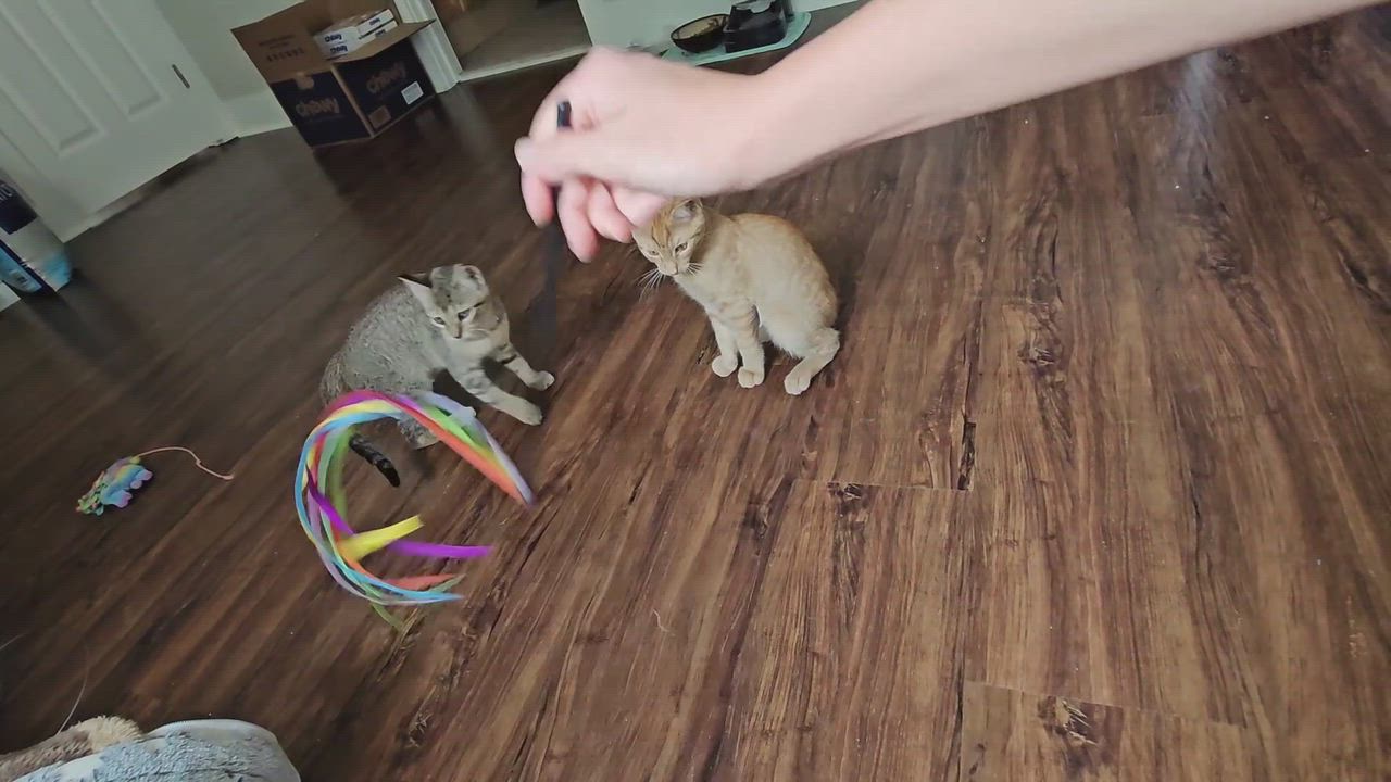 Enlarge Toad, a ADOPTABLE Domestic Short Hair in Wilmington, NC video 3/6