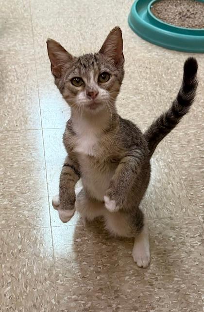 Enlarge Sweetie, a ADOPTABLE mixed breed in Spring Brook, NY image 2/2