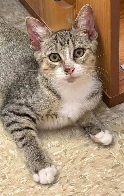 Sweetie, ADOPTABLE, Kitten Male Domestic Short Hair.