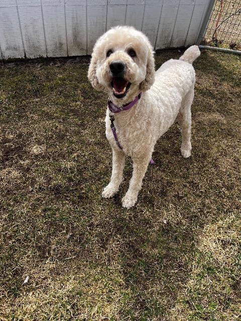 Enlarge Butter, a Adopted Poodle in Barron, WI image 2/4