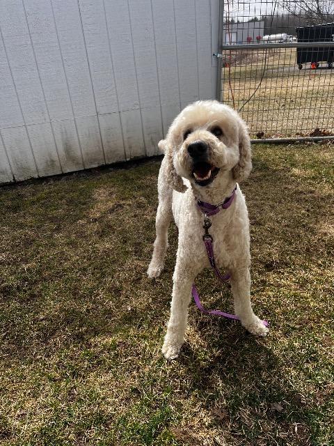 Enlarge Butter, a Adopted Poodle in Barron, WI image 3/4