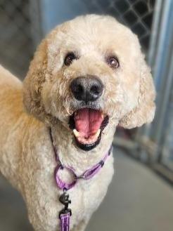 Enlarge Butter, a Adopted Poodle in Barron, WI image 4/4
