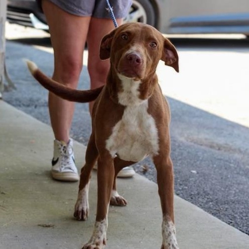 Scout, Young Male Pointer