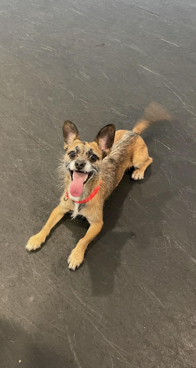 Enlarge Thor, a Adopted mixed breed in Terryville, CT image 4/6