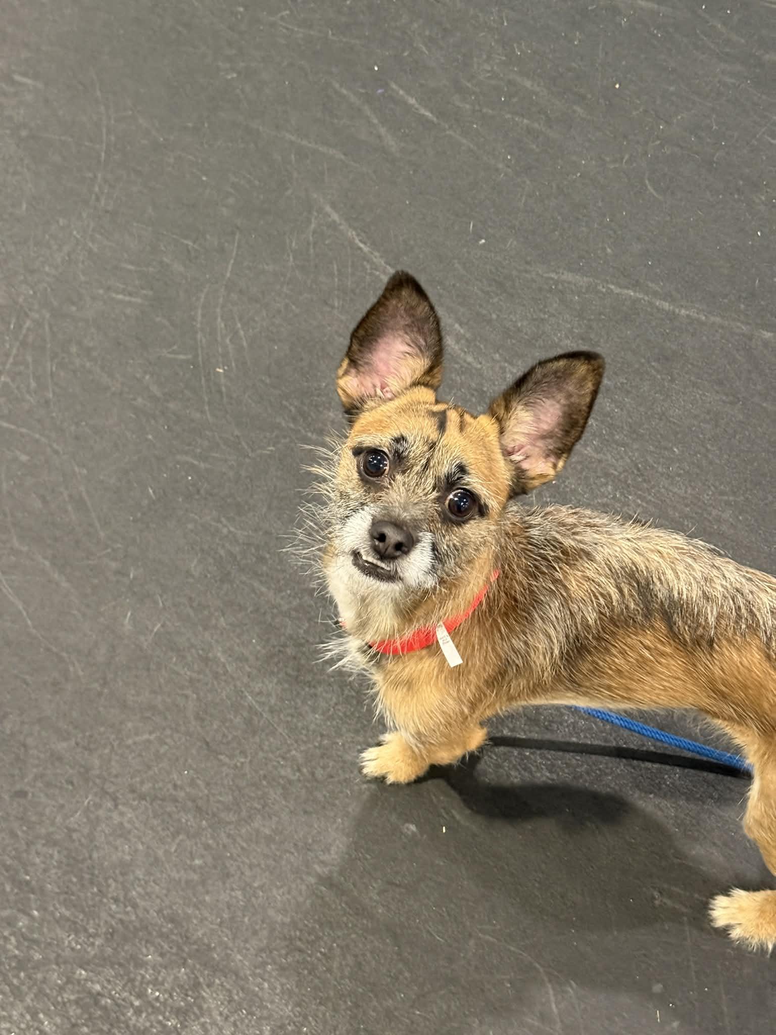 Enlarge Thor, a Adopted mixed breed in Terryville, CT image 5/6