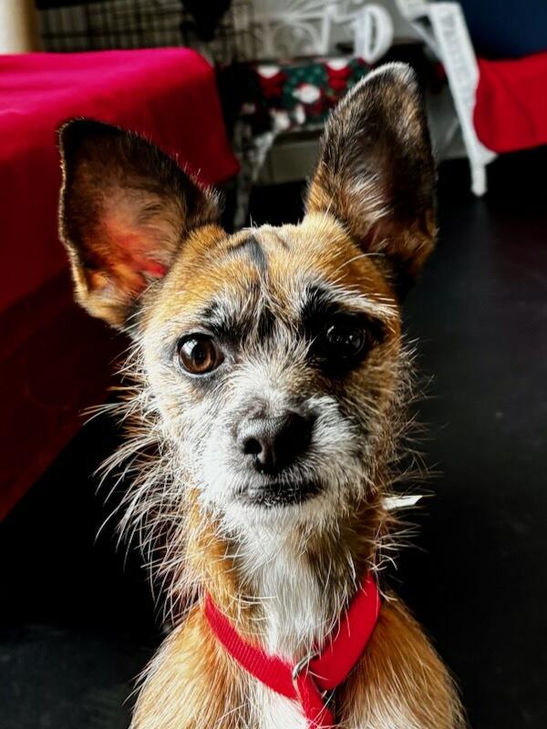 Enlarge Thor, a Adopted mixed breed in Terryville, CT image 3/6