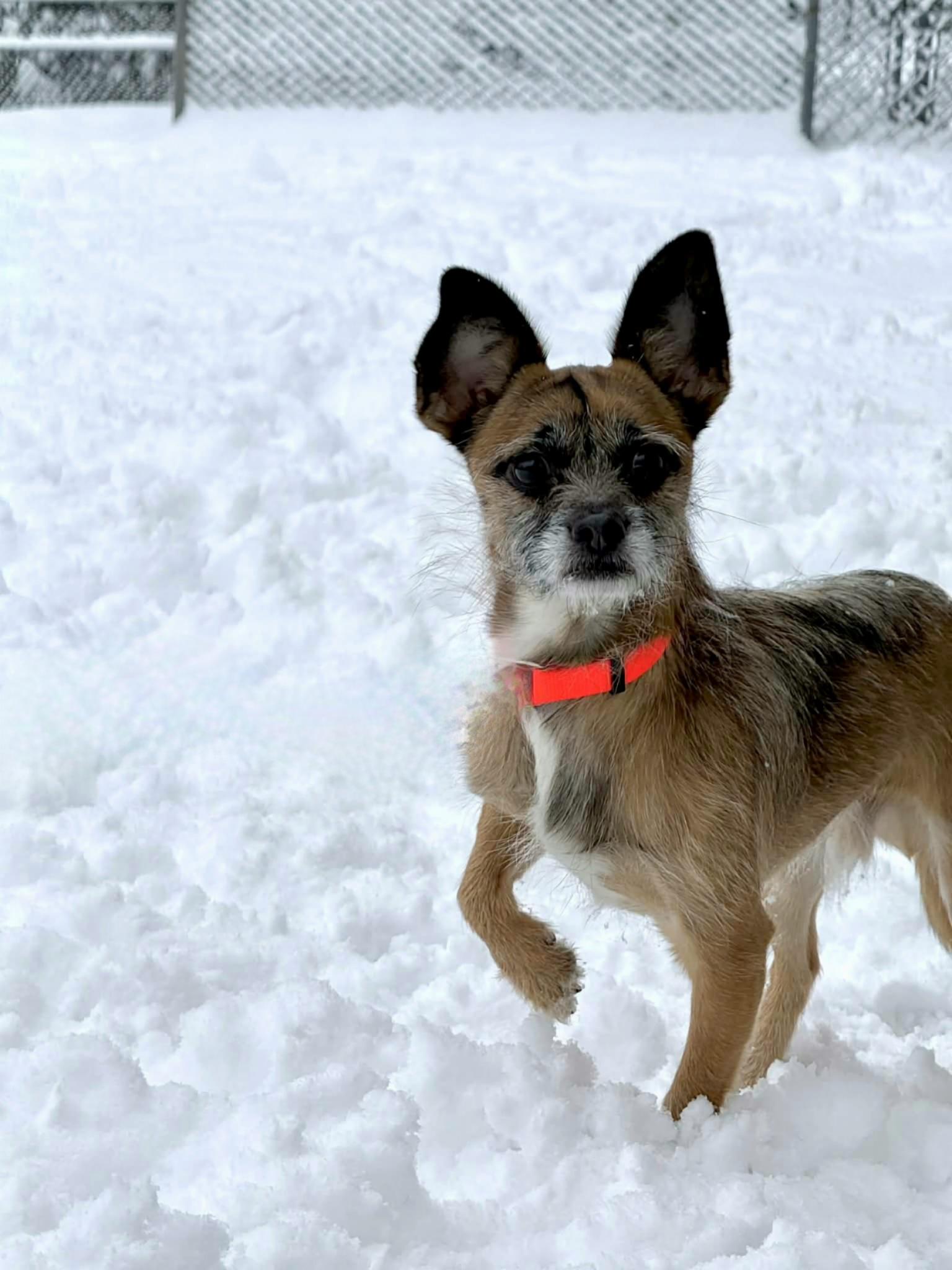 Enlarge Thor, a Adopted mixed breed in Terryville, CT image 2/6
