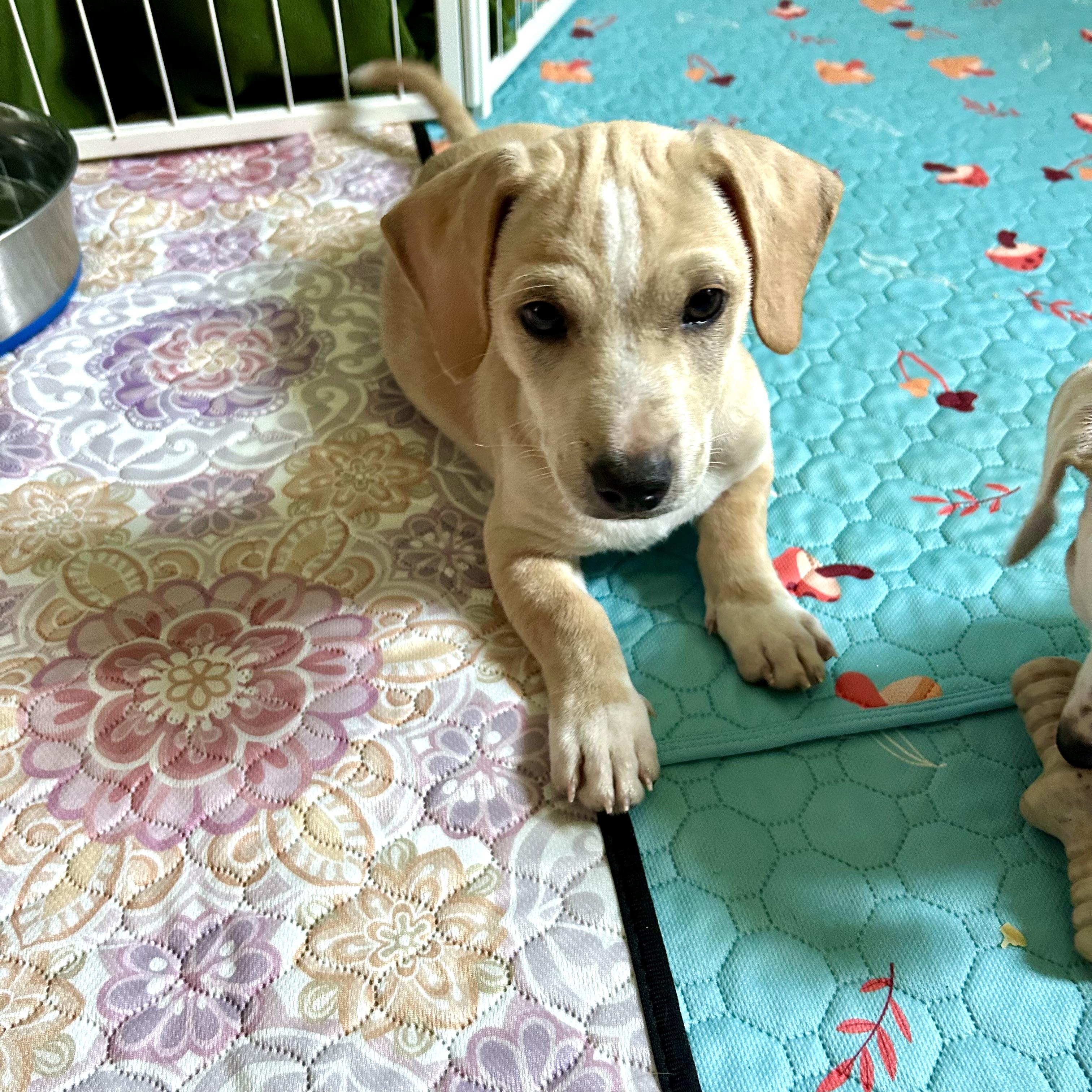 Arlo, a Adoptable mixed breed in Chickasha, OK image 1/2