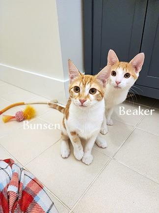 Bunsen, Adoptable, Kitten Male Domestic Short Hair.