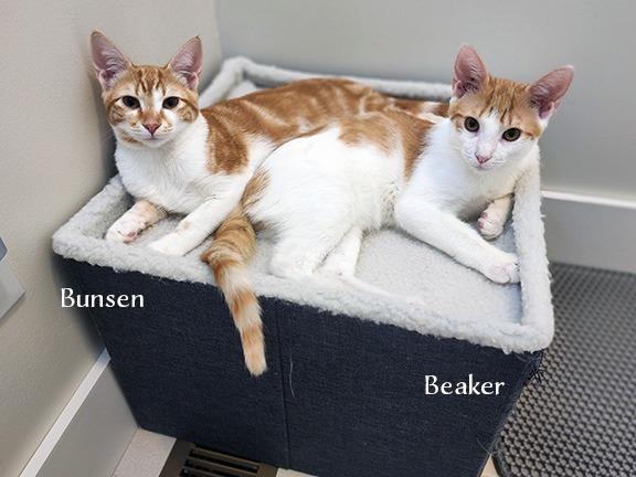 Enlarge Bunsen, a Adoptable mixed breed in Hoover , AL image 2/3