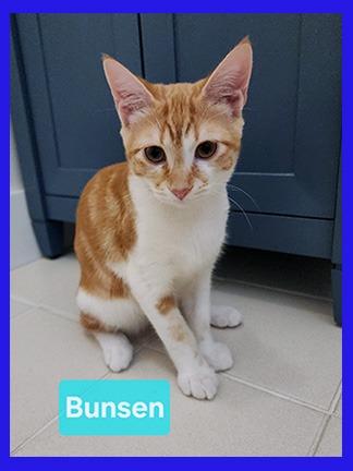 Enlarge Bunsen, a Adoptable mixed breed in Hoover , AL image 3/3