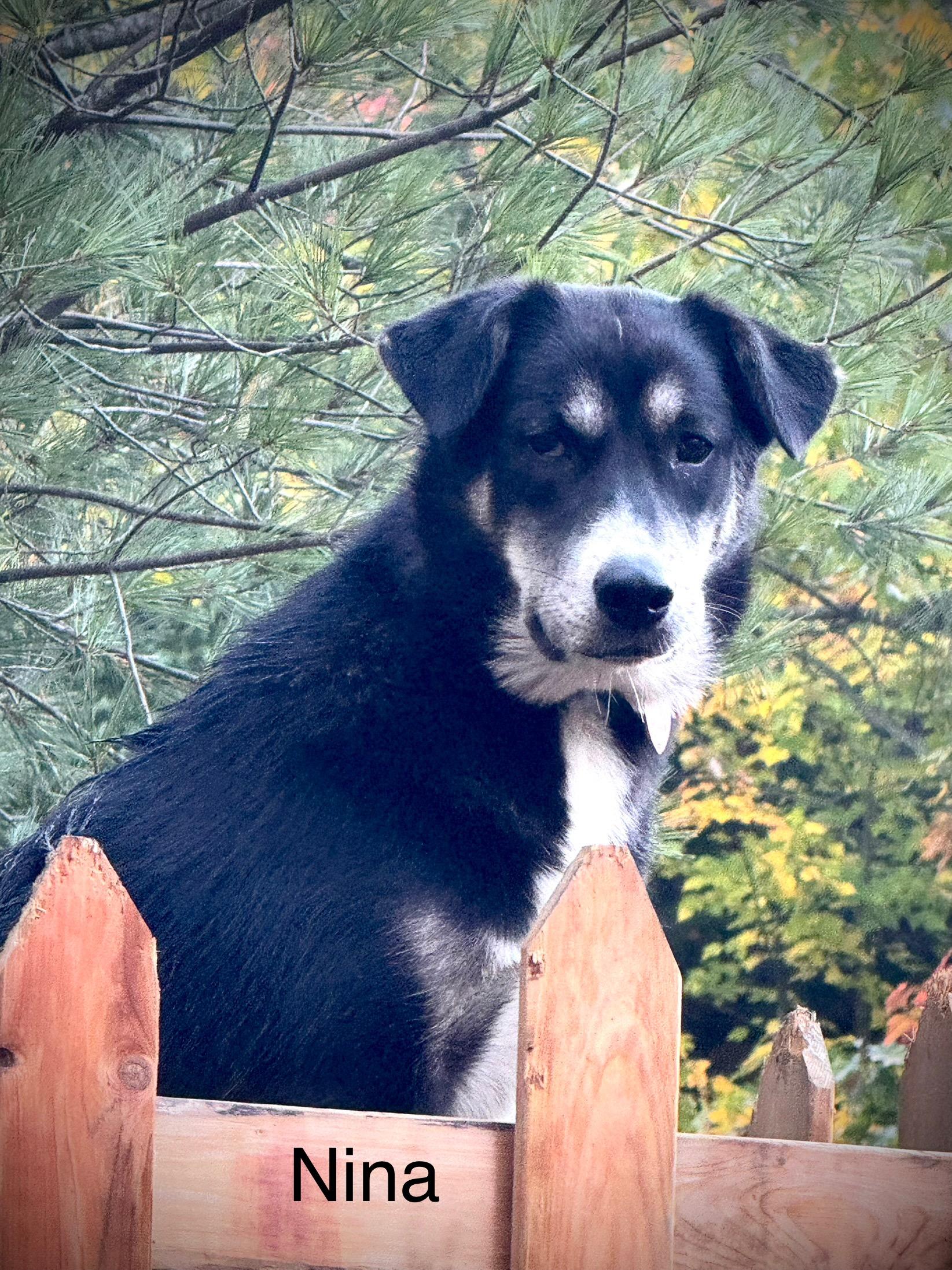 Enlarge Nina, an adopted mixed breed in STE-MARGUERITE-DU-LAC-MASSON, QC image 1/1