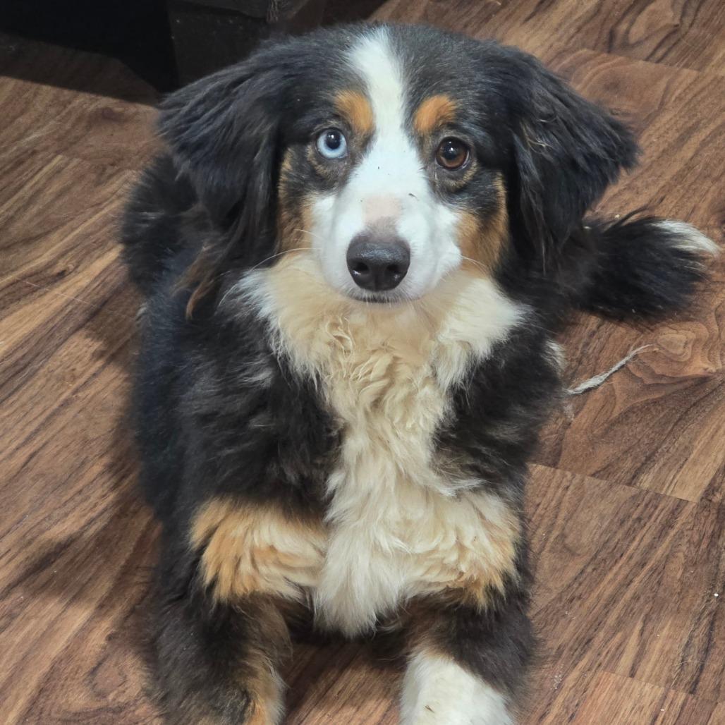 Enlarge Libby, a Adoptable Australian Shepherd in Ada, MN image 1/2