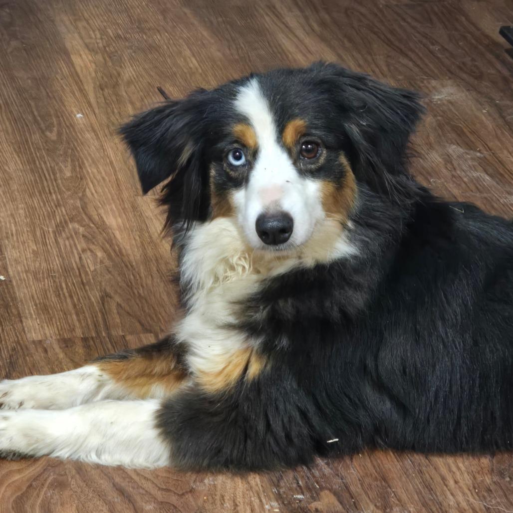 Enlarge Libby, a Adoptable Australian Shepherd in Ada, MN image 2/2