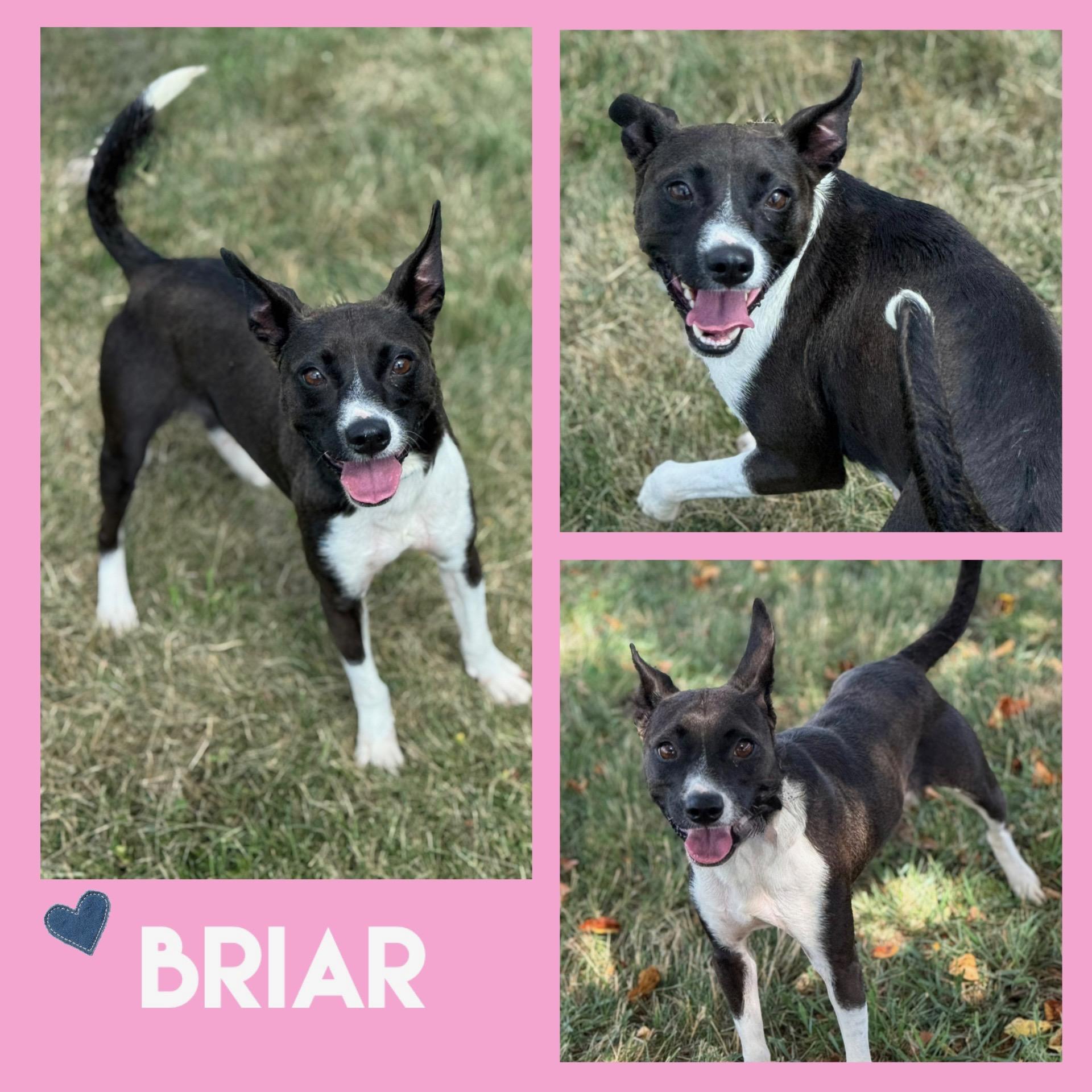 Briar
