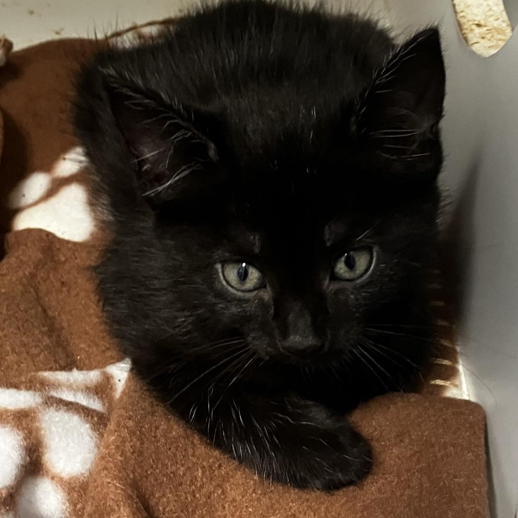 Clue, Adoptable, Kitten Female Domestic Short Hair.