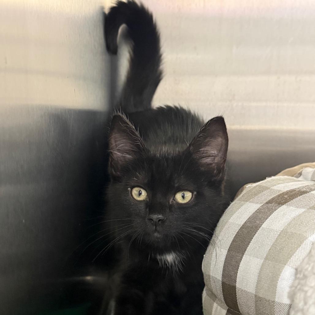 Clue, a Adoptable Domestic Short Hair in Uniontown, PA image 2/2