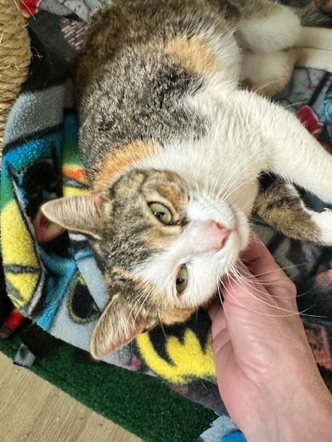 Peggy, a ADOPTABLE American Shorthair in Belmont, NC image 3/5