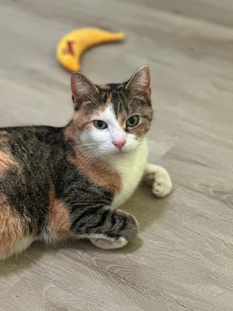 Peggy, ADOPTABLE, Young Female American Shorthair.