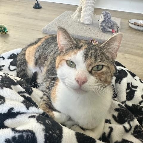 Peggy, a ADOPTABLE American Shorthair in Belmont, NC image 4/5