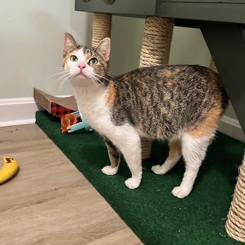 Peggy, a ADOPTABLE American Shorthair in Belmont, NC image 2/5