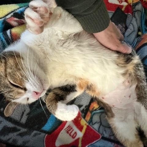 Peggy, a ADOPTABLE American Shorthair in Belmont, NC image 5/5