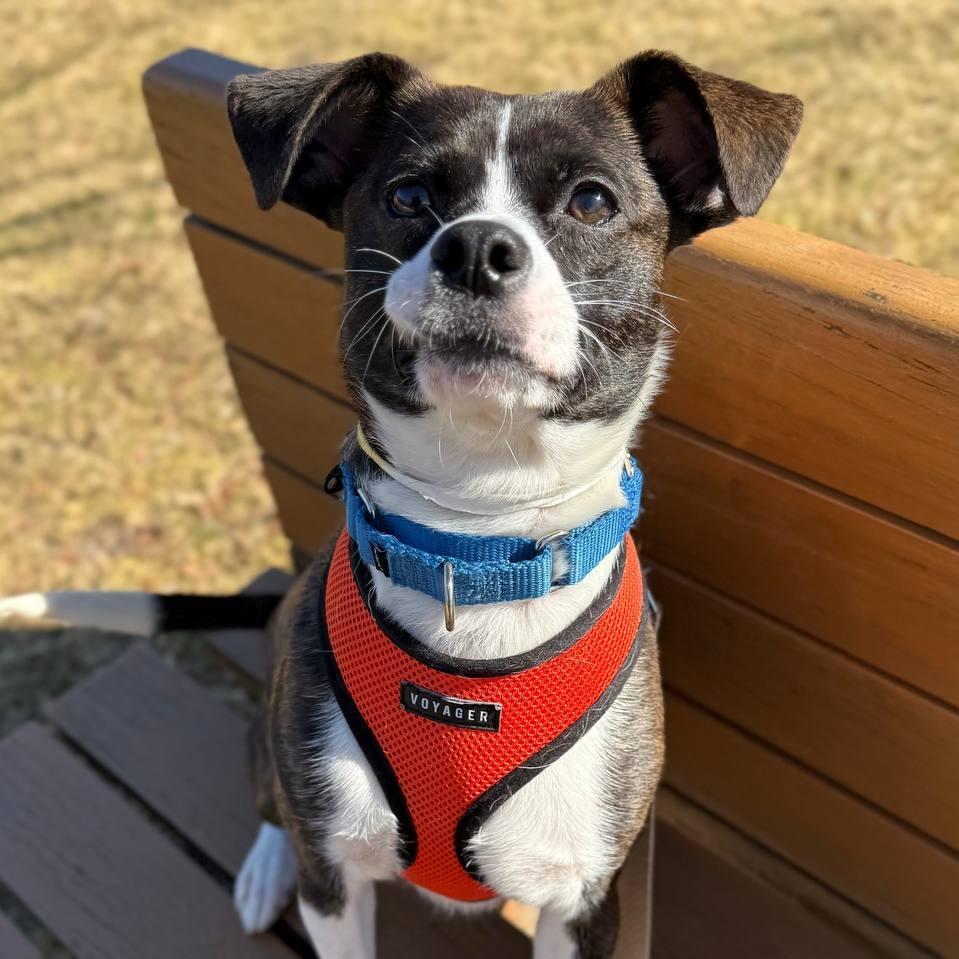 Enlarge Bonnie, a Adoptable mixed breed in Westhampton, NY image 1/6