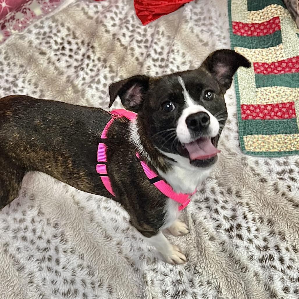 Enlarge Bonnie, a Adoptable mixed breed in Westhampton, NY image 4/6