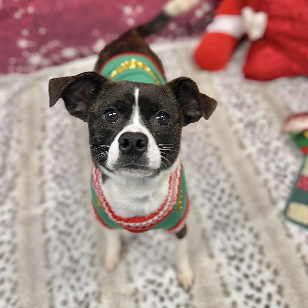 Enlarge Bonnie, a Adoptable mixed breed in Westhampton, NY image 6/6