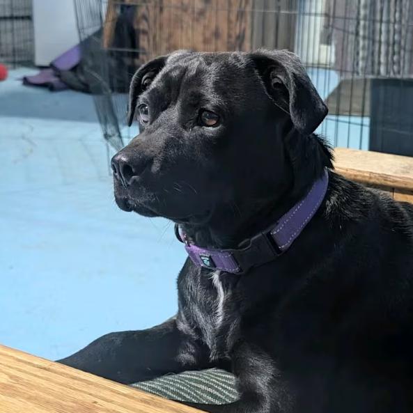 Saison — thumbnail 4