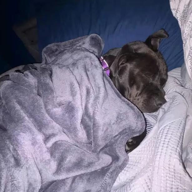 Saison — thumbnail 6