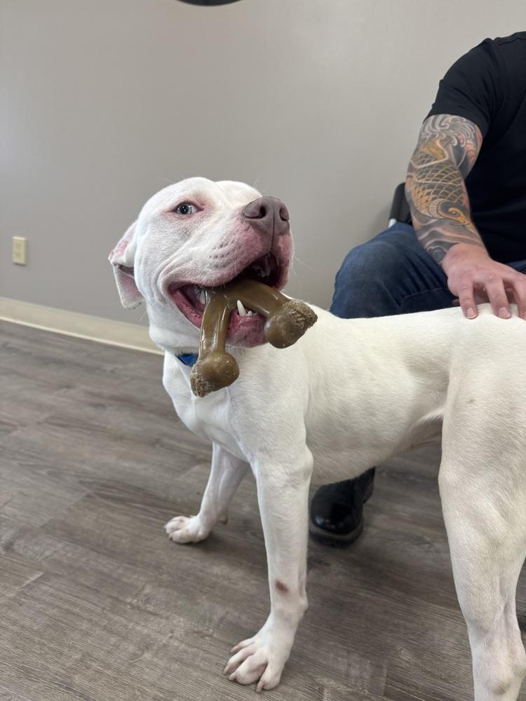 Enlarge Ghost, a Adoptable mixed breed in Amherst, NY image 2/6