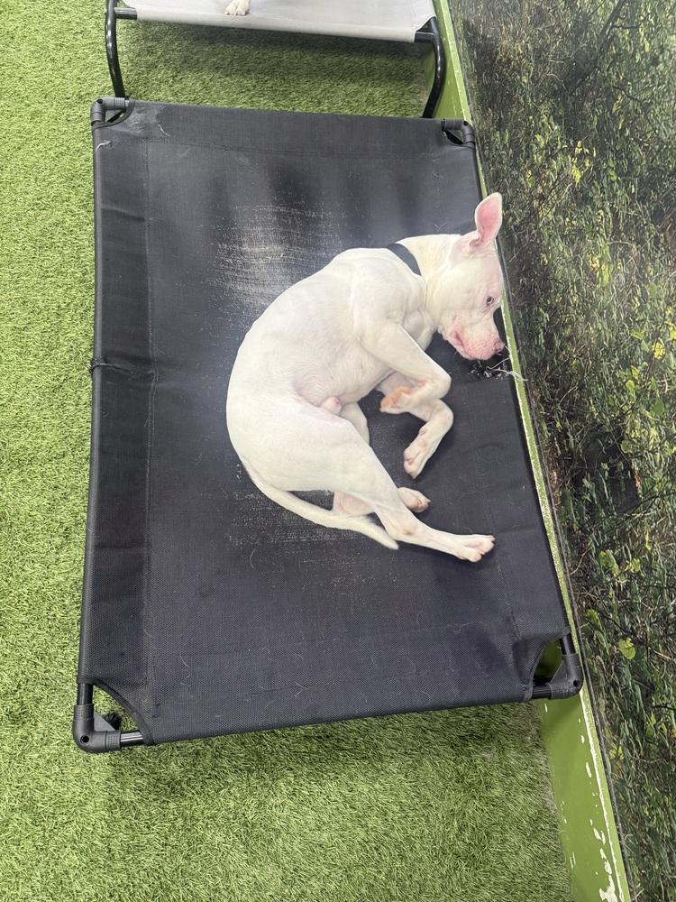 Enlarge Ghost, a Adoptable mixed breed in Amherst, NY image 3/6