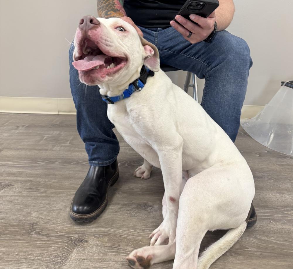 Enlarge Ghost, a Adoptable mixed breed in Amherst, NY image 4/6