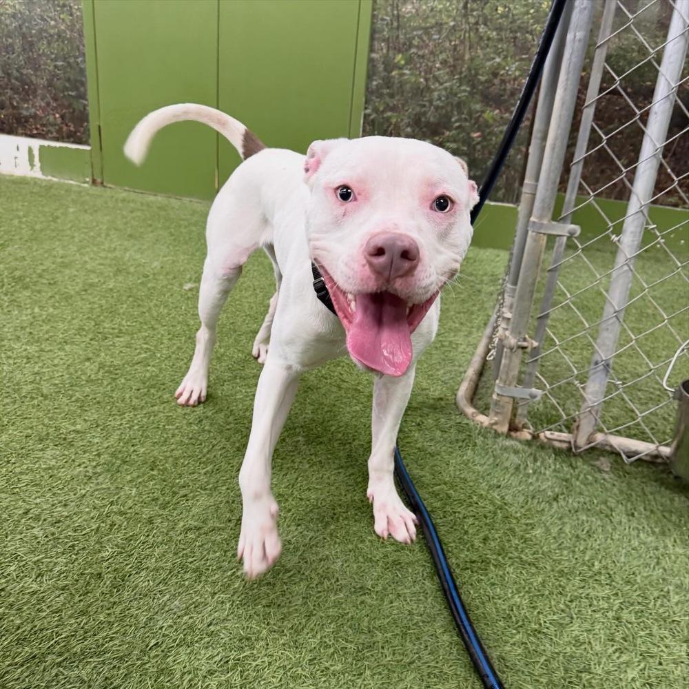 Ghost, Adoptable, Young Male American Bully.