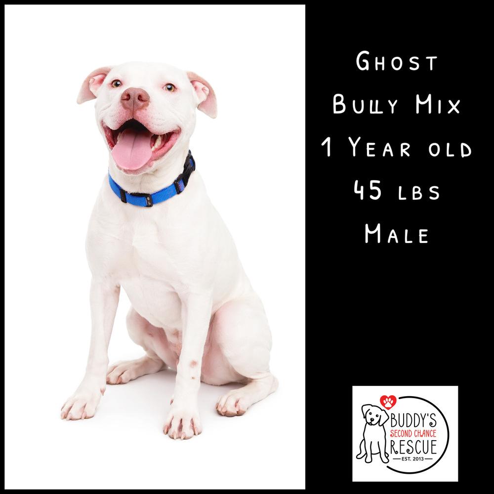 Enlarge Ghost, a Adoptable mixed breed in Amherst, NY image 6/6