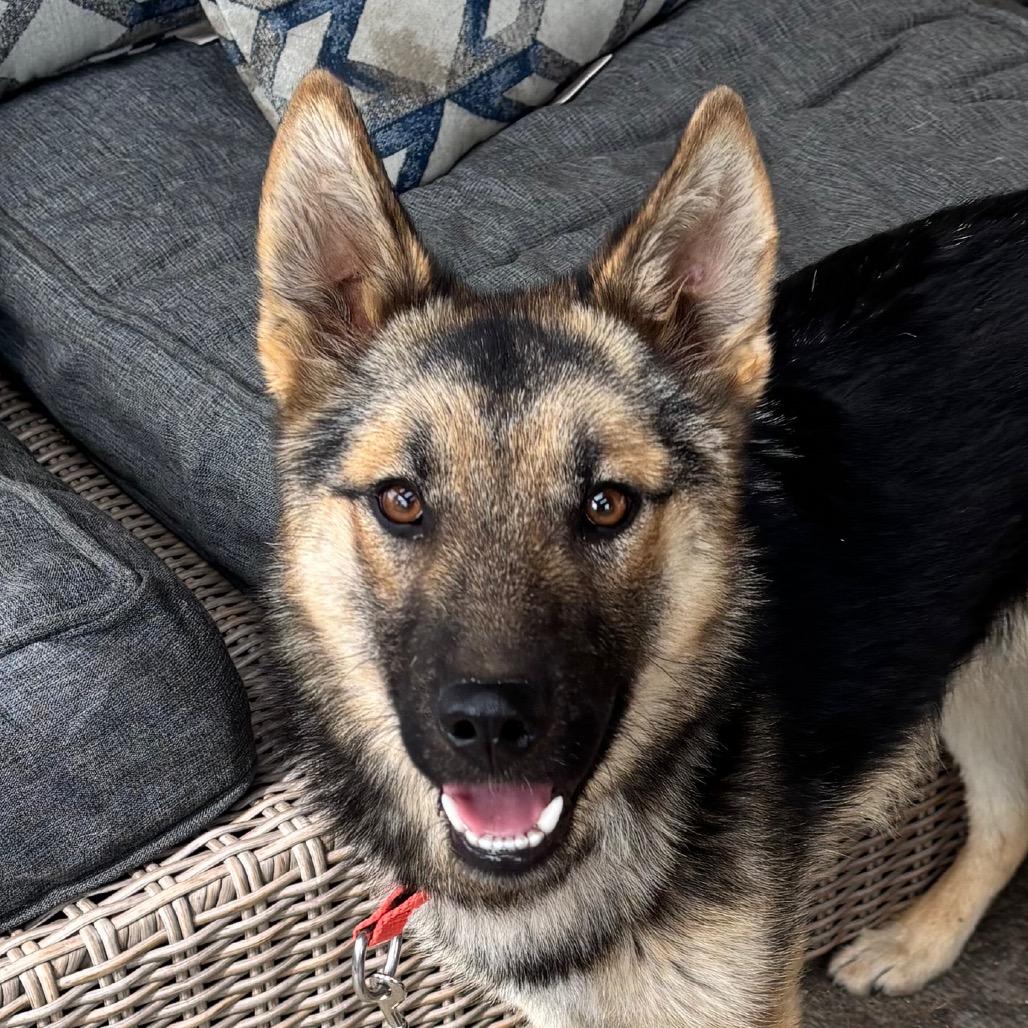 Georgie, Adoptable, Young Female Shepherd & Mixed Breed.