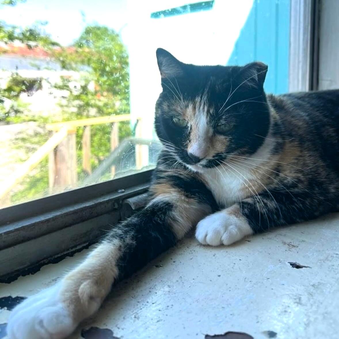 Thavma @ Fat Cat Books, a Adoptable Calico in Tallahassee, FL image 4/5