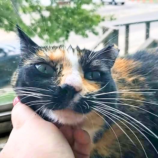 Thavma @ Fat Cat Books, a Adoptable Calico in Tallahassee, FL image 1/5