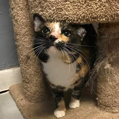 Enlarge Thavma @ Fat Cat Books, a Adoptable Calico in Tallahassee, FL image 1/6