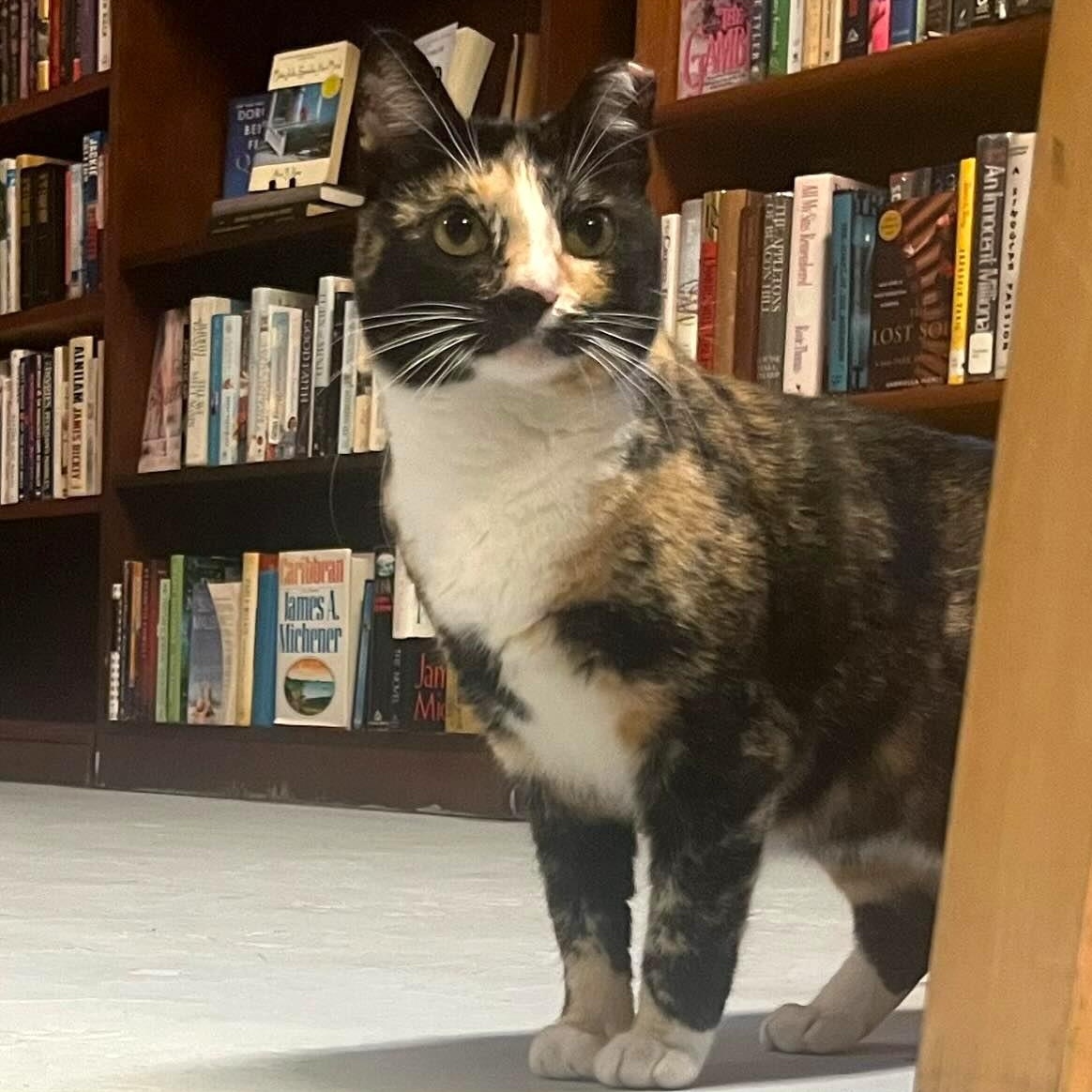 Thavma @ Fat Cat Books, a Adoptable Calico in Tallahassee, FL image 2/5