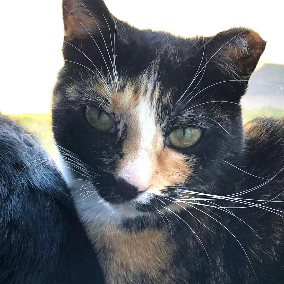 Thavma @ Fat Cat Books, a Adoptable Calico in Tallahassee, FL image 3/5