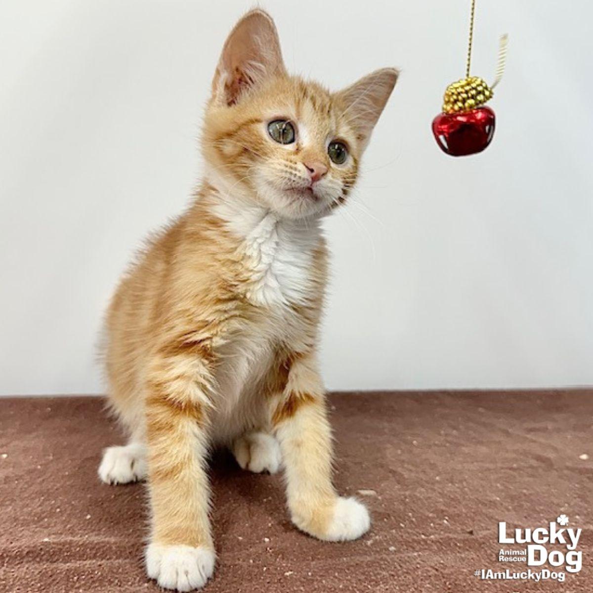 Riley, Adopted, Kitten Female Domestic Short Hair.