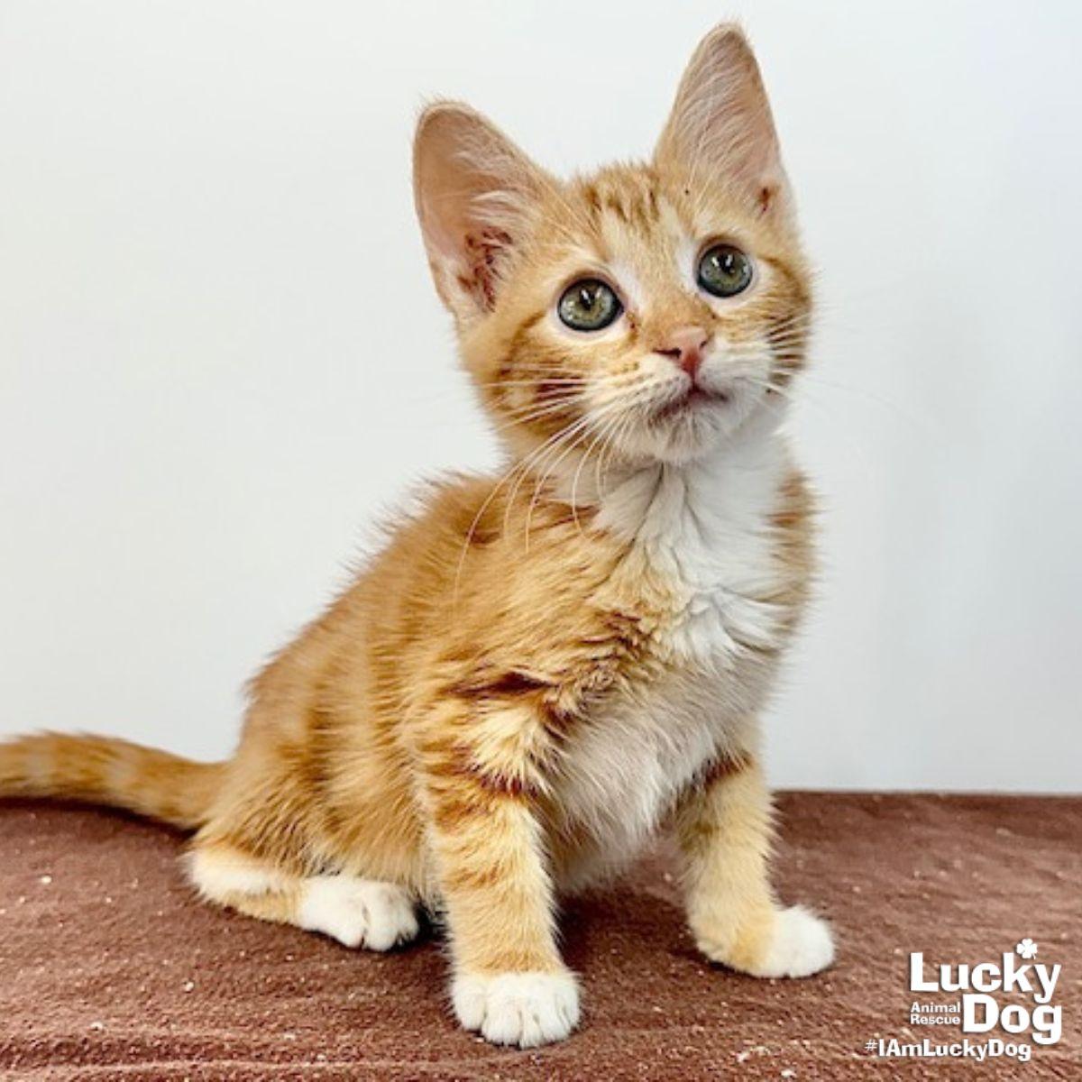 Enlarge Riley, a Adopted Domestic Short Hair in Washington, DC image 2/3