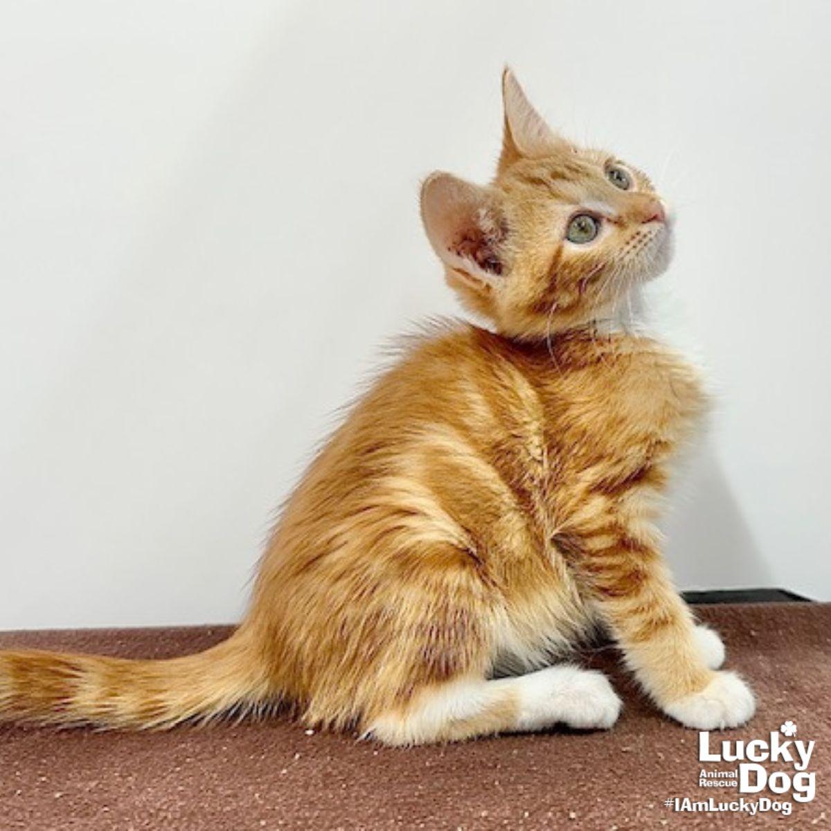 Enlarge Riley, a Adopted Domestic Short Hair in Washington, DC image 3/3