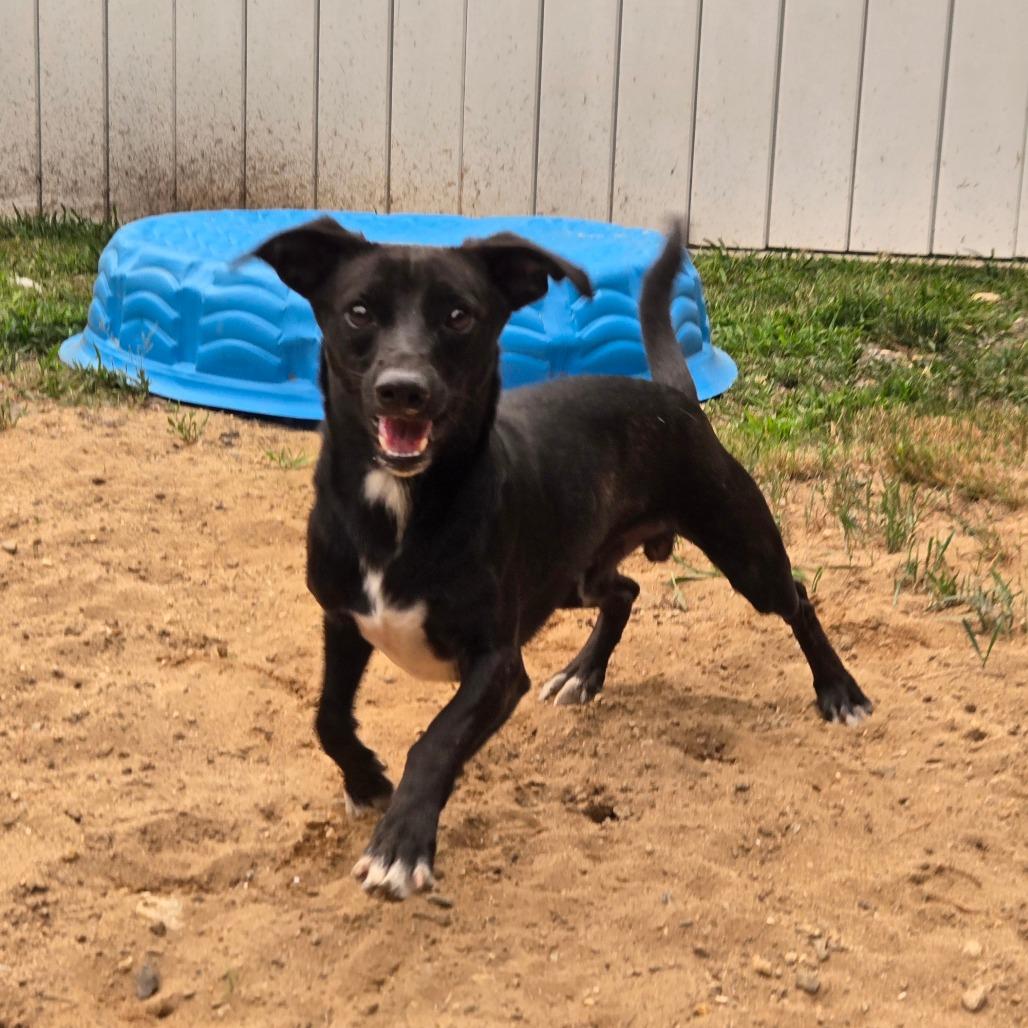 Enlarge CT Monkey 18lbs!, a Adoptable mixed breed in Stormville, NY image 1/4