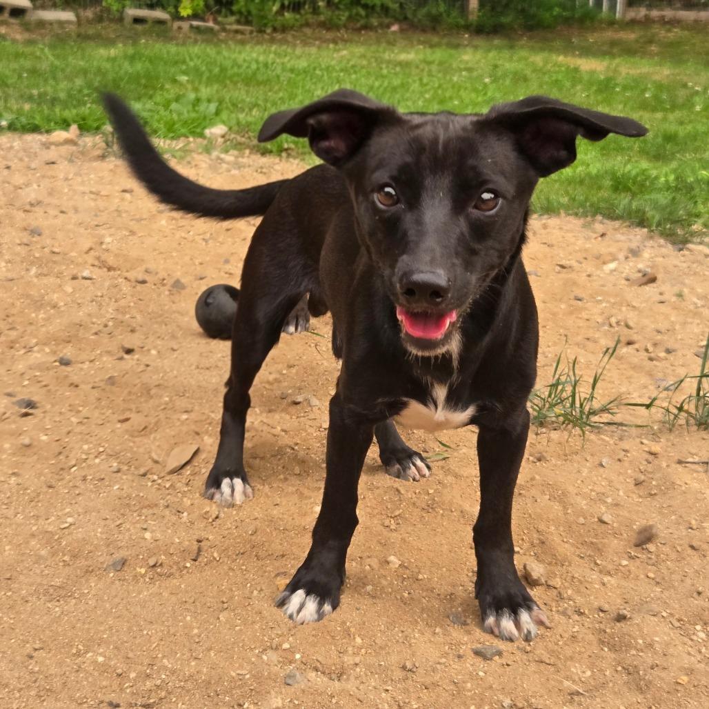 Enlarge CT Monkey 18lbs!, a Adoptable mixed breed in Stormville, NY image 3/4