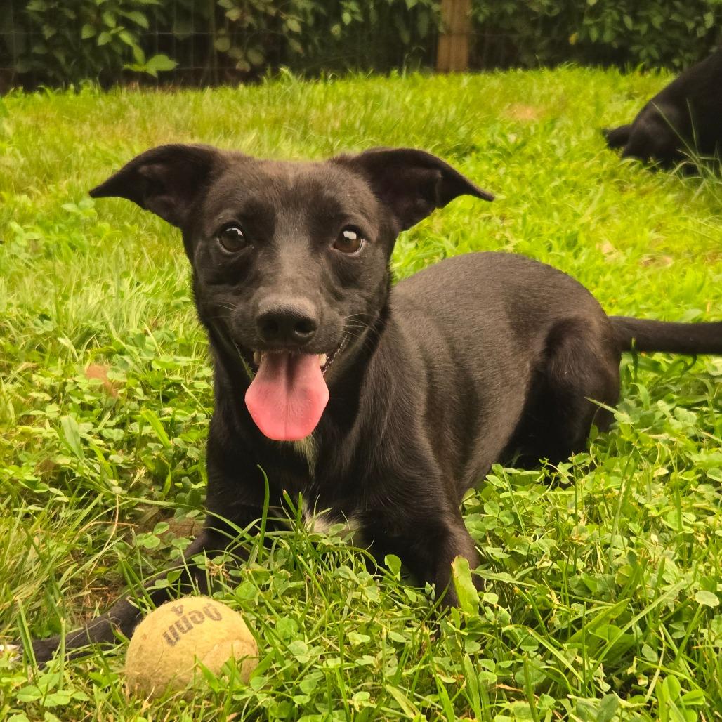 Enlarge CT Monkey 18lbs!, a Adoptable mixed breed in Stormville, NY image 4/4