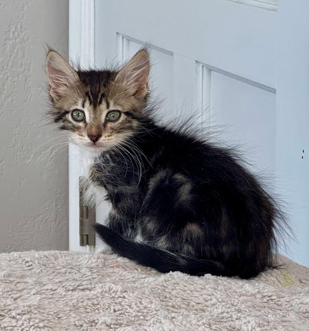 Shadow, adopted, Kitten Male Domestic Medium Hair.