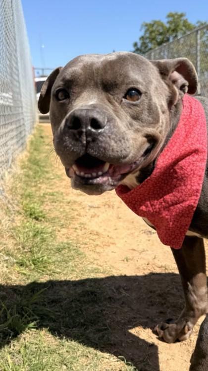 Celeste, Adoptable, Adult Female Pit Bull Terrier & Mixed Breed.